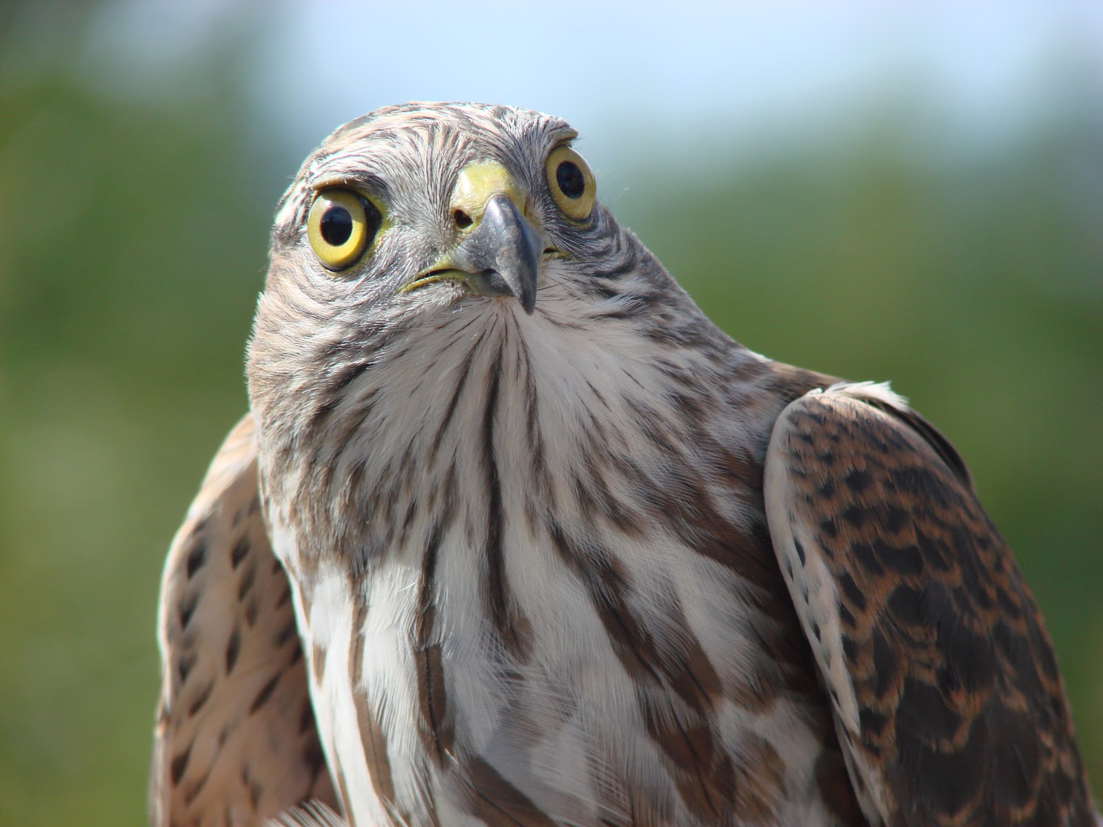 Methow Conservancy: RAPTORS up-close and personal