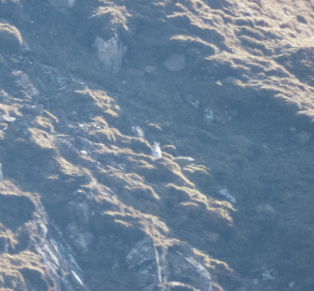 Winter Mountain Hare, Scotland