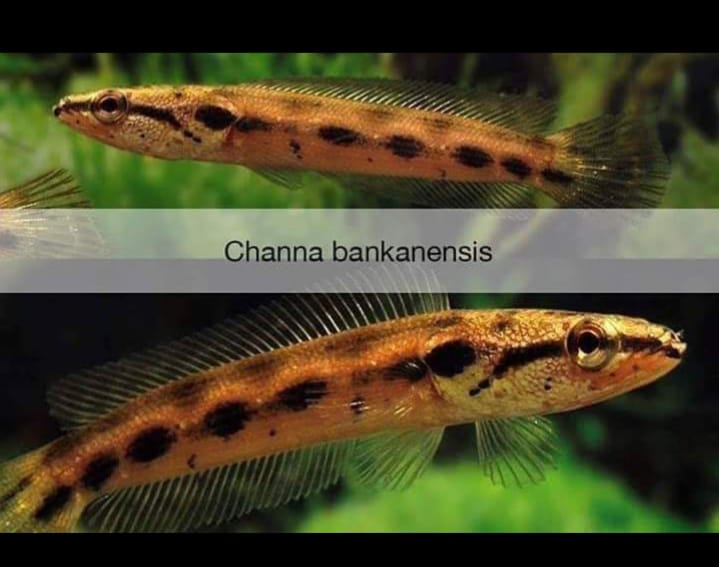 Jenis-jenis Ikan Chana yang Indah dan Langkah - Semua Cara Budidaya Hewan
