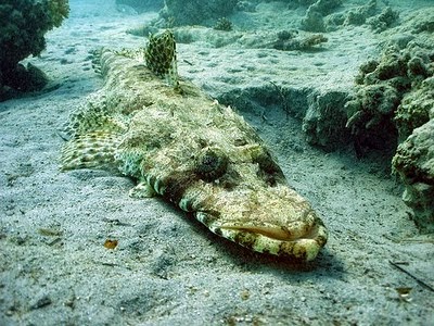 Crocodile Fish