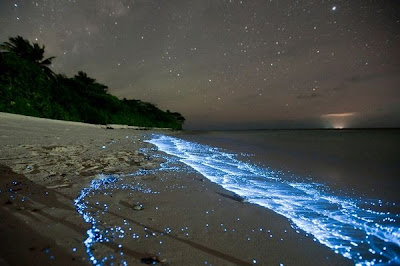 fitoplancton bioluminiscente