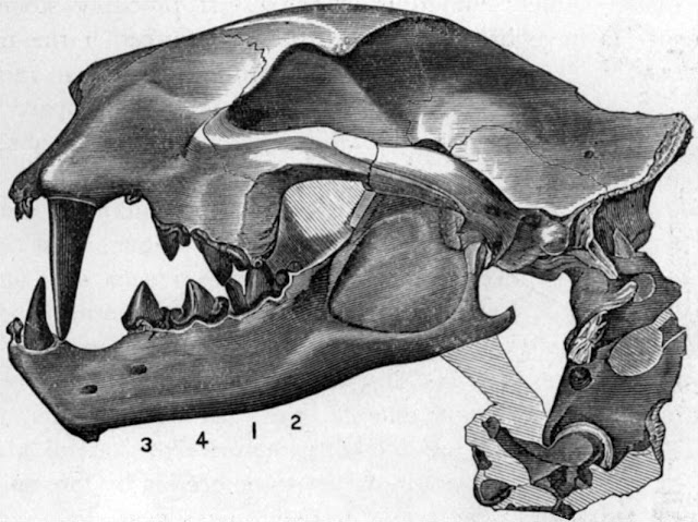 Nimravus brachyops kafatası