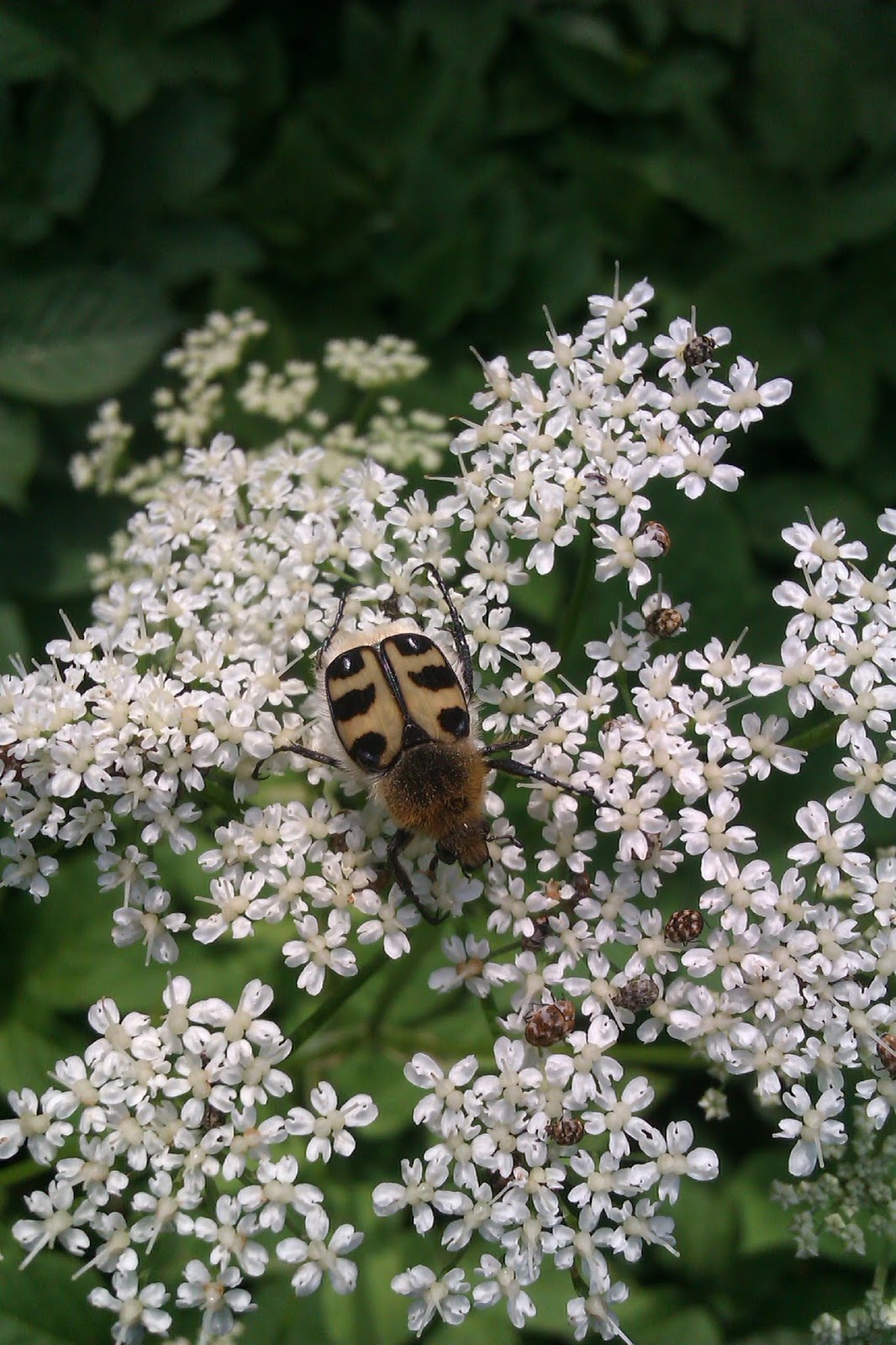 Frau Frieda Insektensommer 2019 Oder Fressen Und Gefressen
