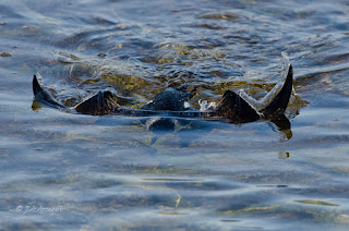 Alca común, Alca torda, Razorbill