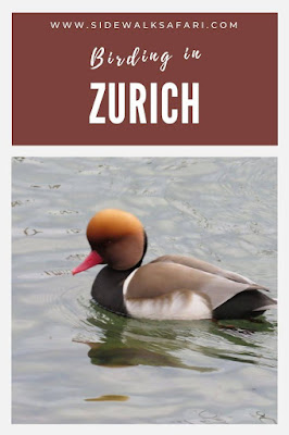 The Birds of Switzerland in Europe
