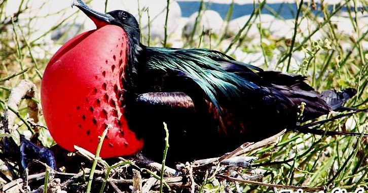 List of Animals That Start With F With Pictures Eeinazryn