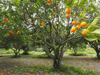 Arancio (citrus aurantium)