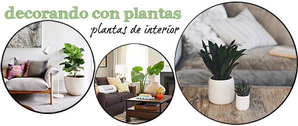 plantas interior resistentes, todo el año homepersonalshopper