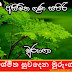 විශ්මිත සුවදෙන මුරුංගා (Murunga)