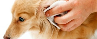 عدوى الأذن في الكلاب: الأعراض والعلاج