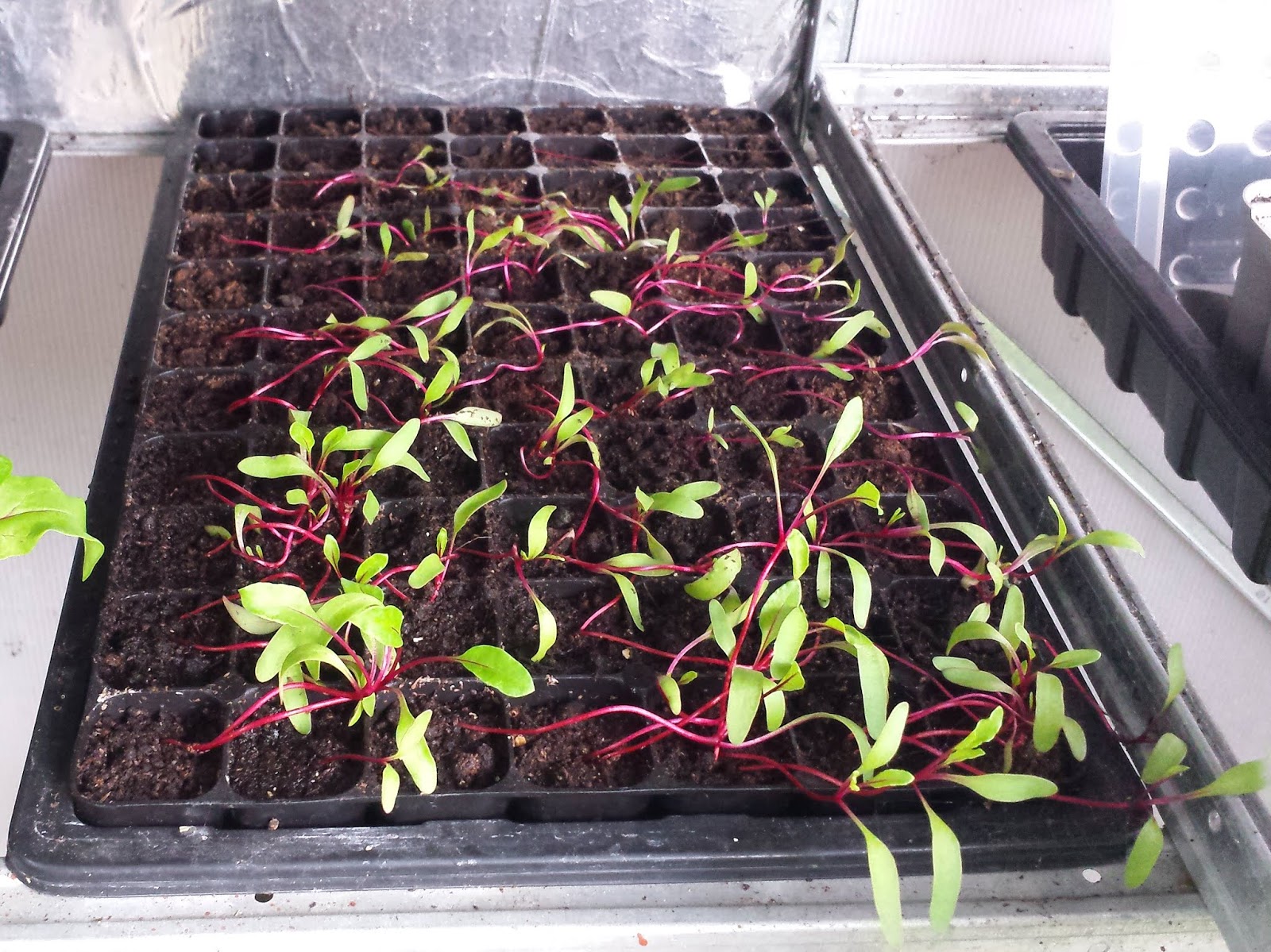Alans Allotment Beetroot Plug Plants