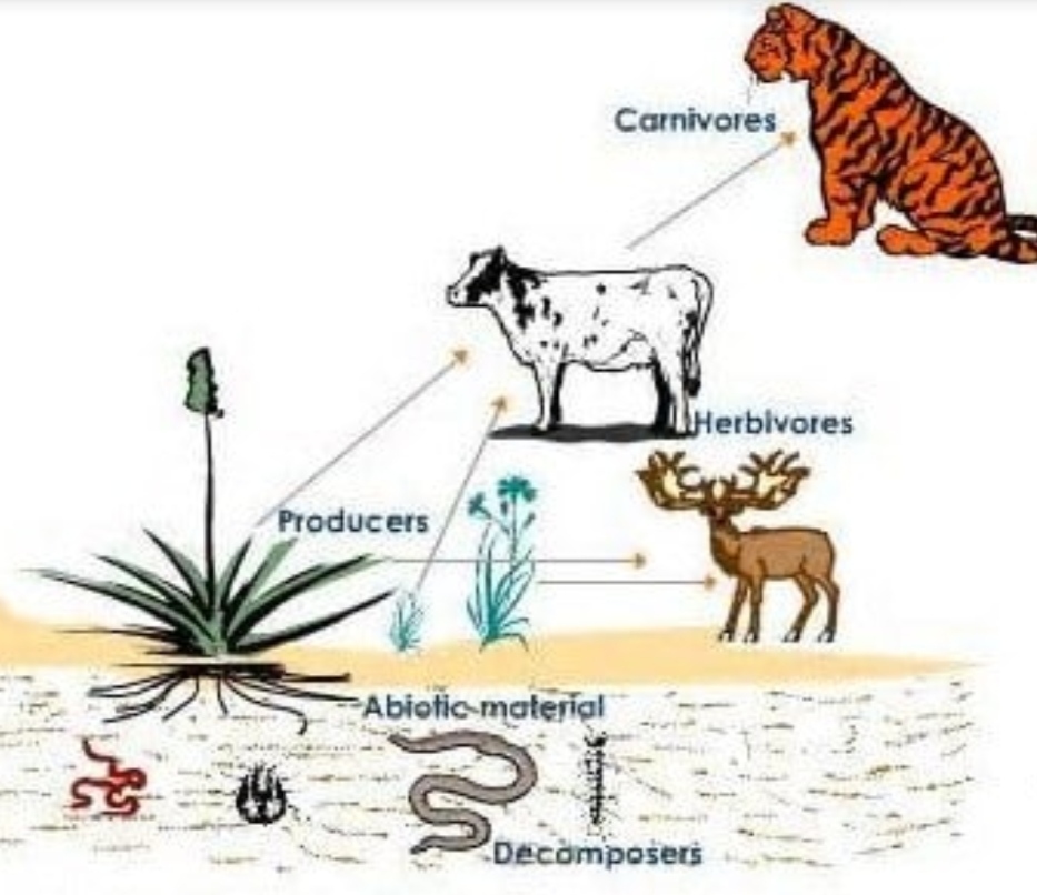 Peranan Dekomposer Pada Ekosistem Adalah - Ruang Soal