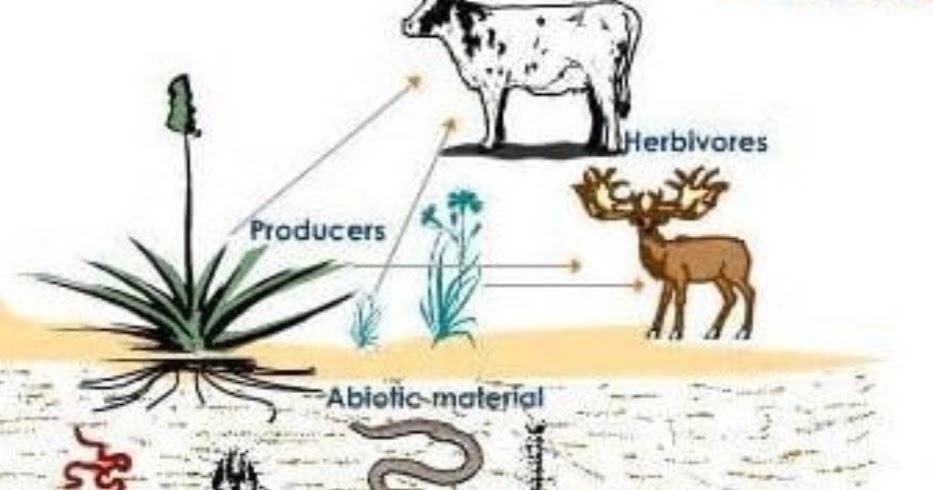 Peran Organisme pada Ekosistem: Produsen, Konsumen, Detrivor dan Dekomposer