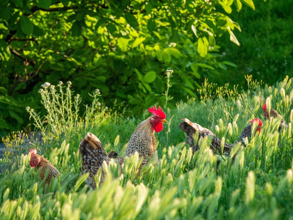 Большое путешествие по Грузии автостопом 2019 Большое путешествие по Грузии автостопом 2019