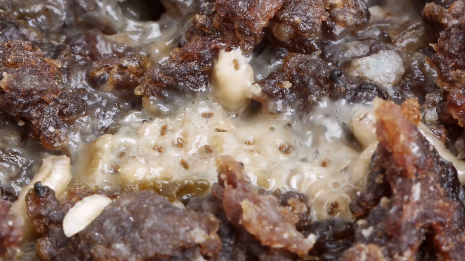 Lists of the Bizarre, Intriguing, and Informative 10 Disgusting Food