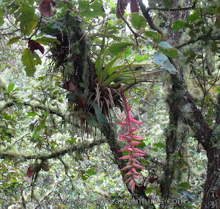 Tillandsia prodigiosa in Oaxaca Mexico