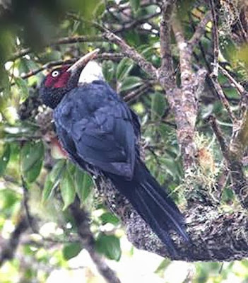 Northern sooty Woodpecker