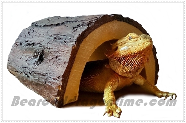 cool bearded dragon accessories