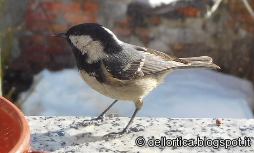 Cincia mora fare birdwatching all azienda agricola dell ortica a Savigno Valsamoggia Bologna vicino a Zocca