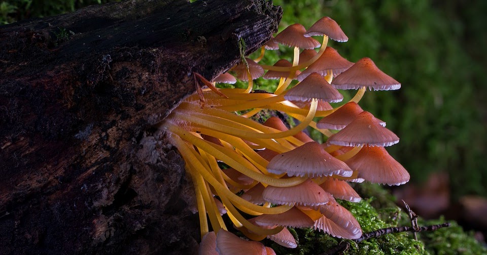 Contoh Soal Biologi Bab Fungi Atau Jamur Dan Jawabannya Biologi Kelas X Sma Ma Sekolahmuonline