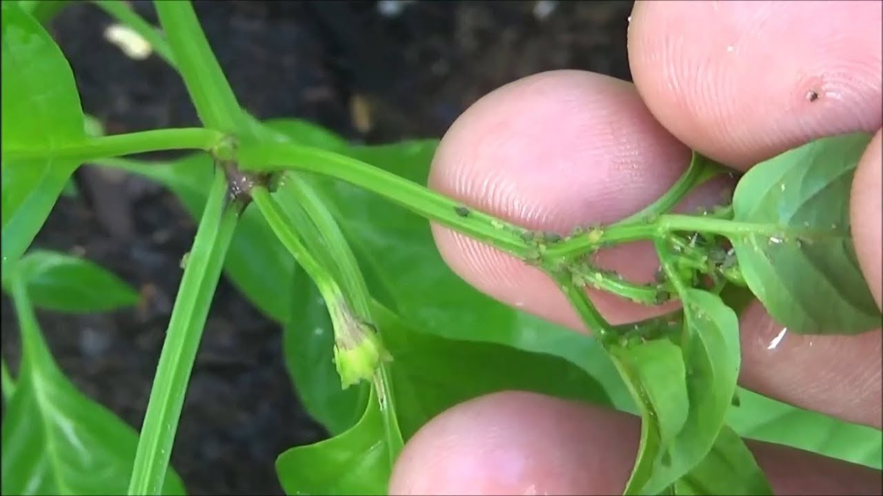 serangga yang menyerang batang dan daun tanaman cabe rawit