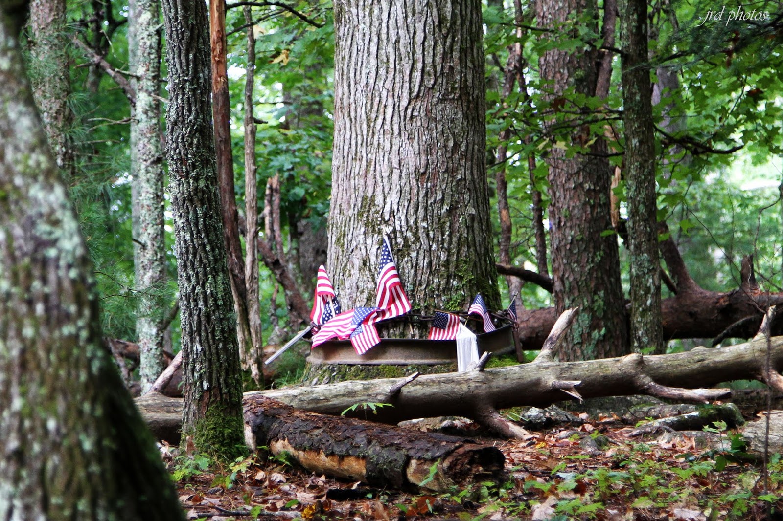Just A Pic "Pearl Harbor Tree"