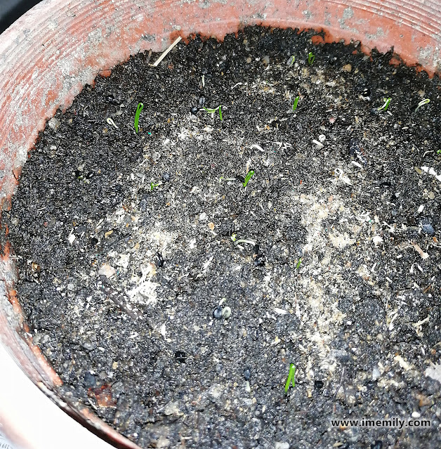 Chives seeds in the soil
