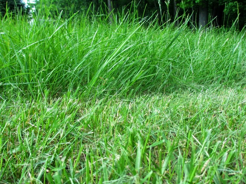 Very tall grass next to short grass