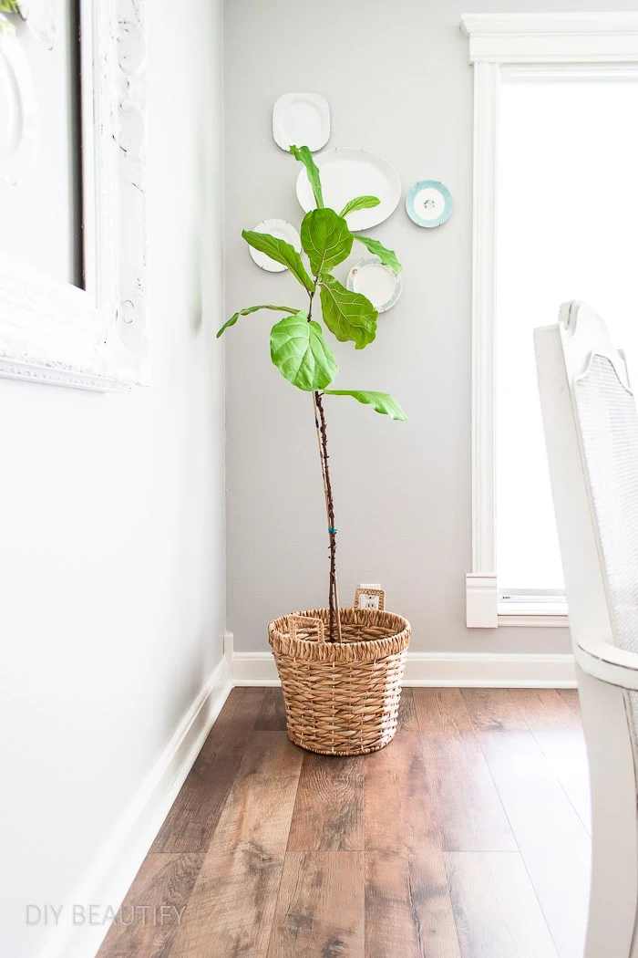 fiddle leaf fig tree in woven basket