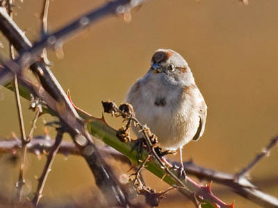 Photo of American Tree Sparrow in blackberry bramble Photo of American Tree Sparrow in blackberry bramble