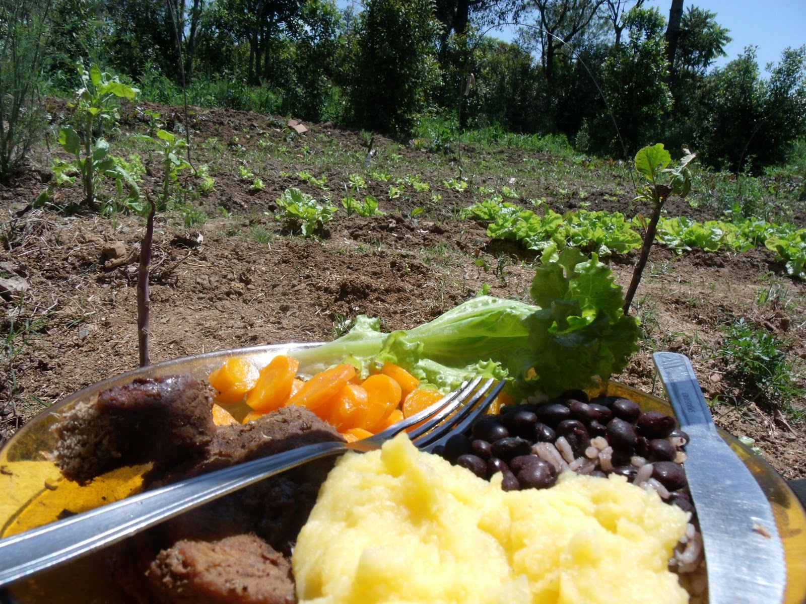 Plantar, Colher, Comer e Nutrir