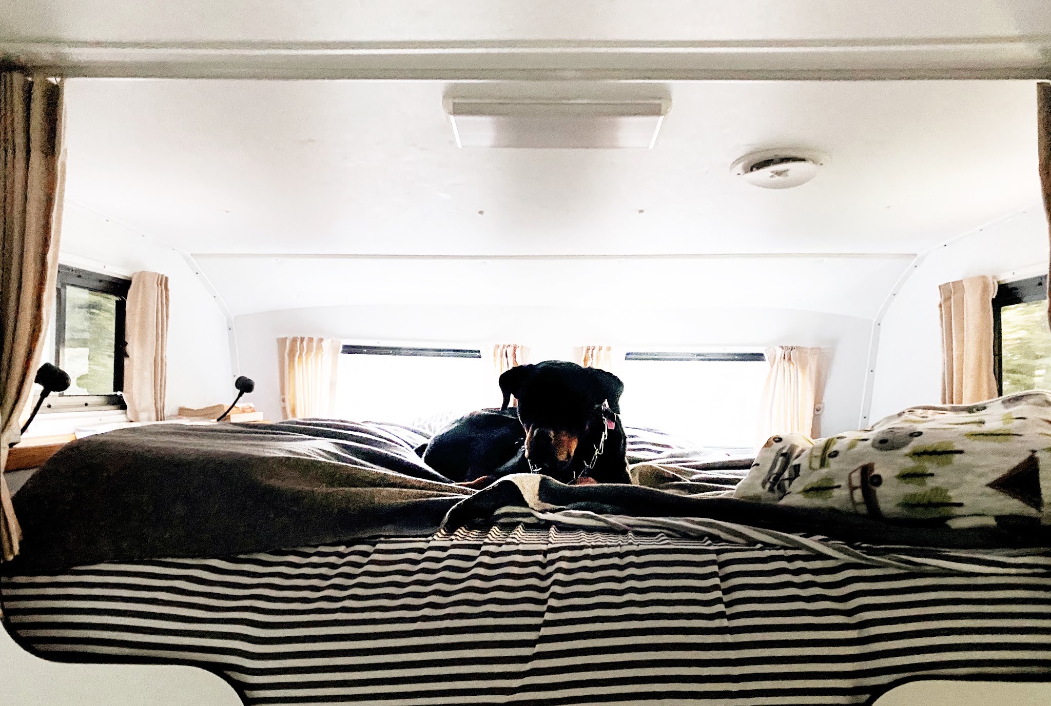 Rottweiler in Camper Bed | biblio-style.com