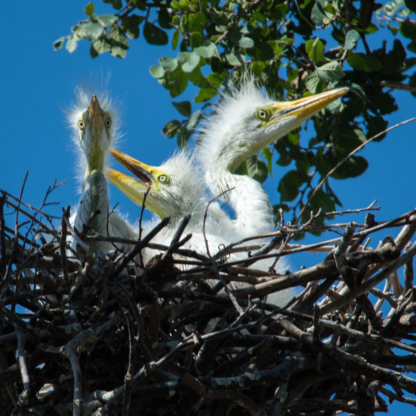 A Tree Falling: UT Southwestern Medical Center Rookery: June 2016