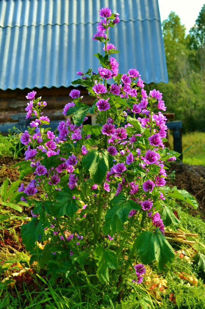 посадка мальвы в грунт