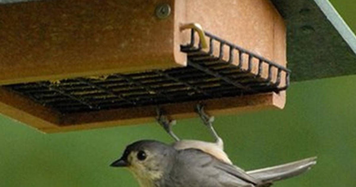 wild birds unlimited how to keep blackbirds away from wild birds unlimited how to keep blackbirds away from