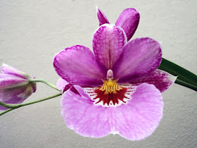 Orquídeas no Apê: Orquídea Miltonia colombiana