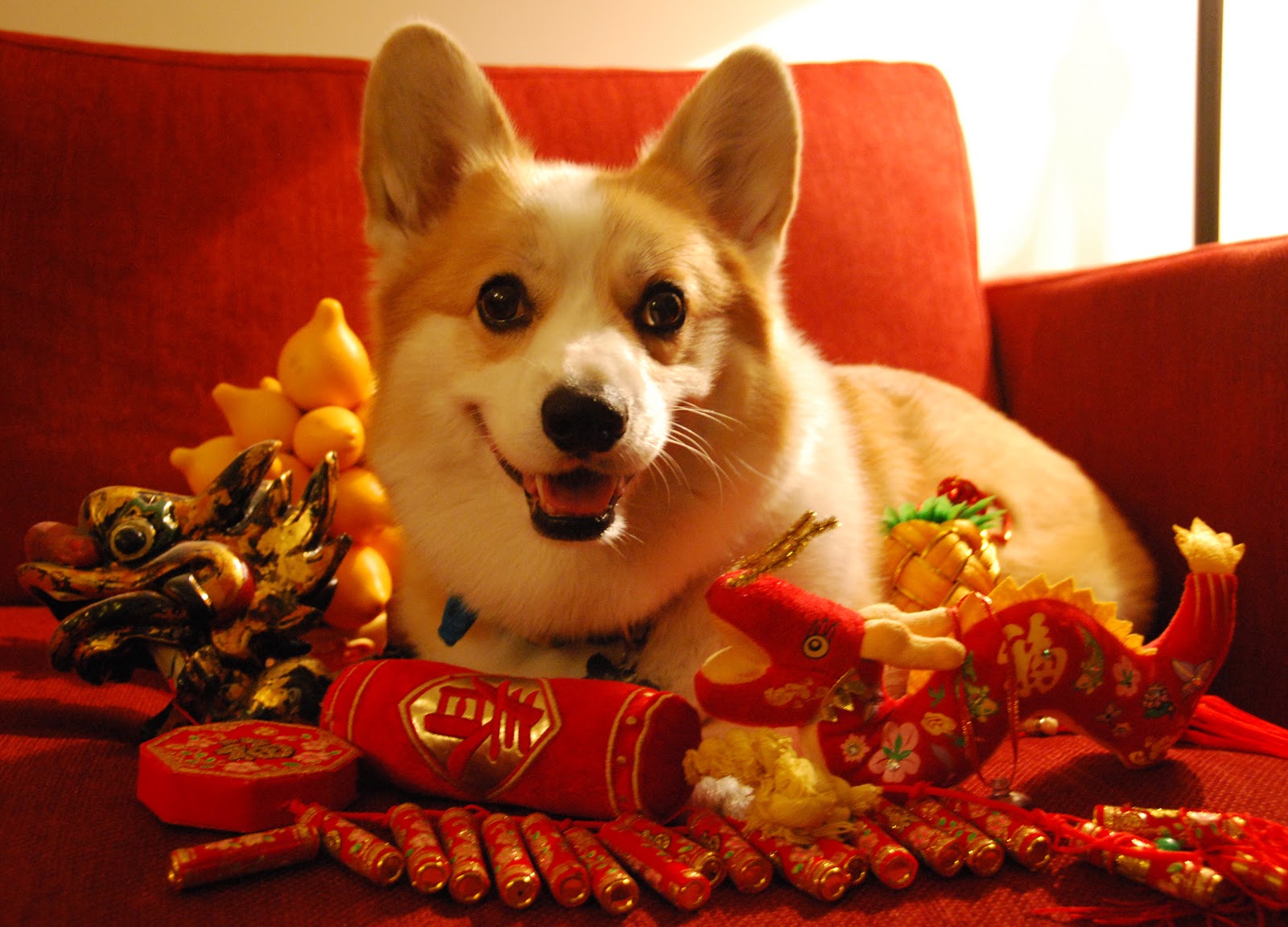 Год собаки. Китайские корги. Новогодний корги. Собака корги новый год. Корги щенок новый год.