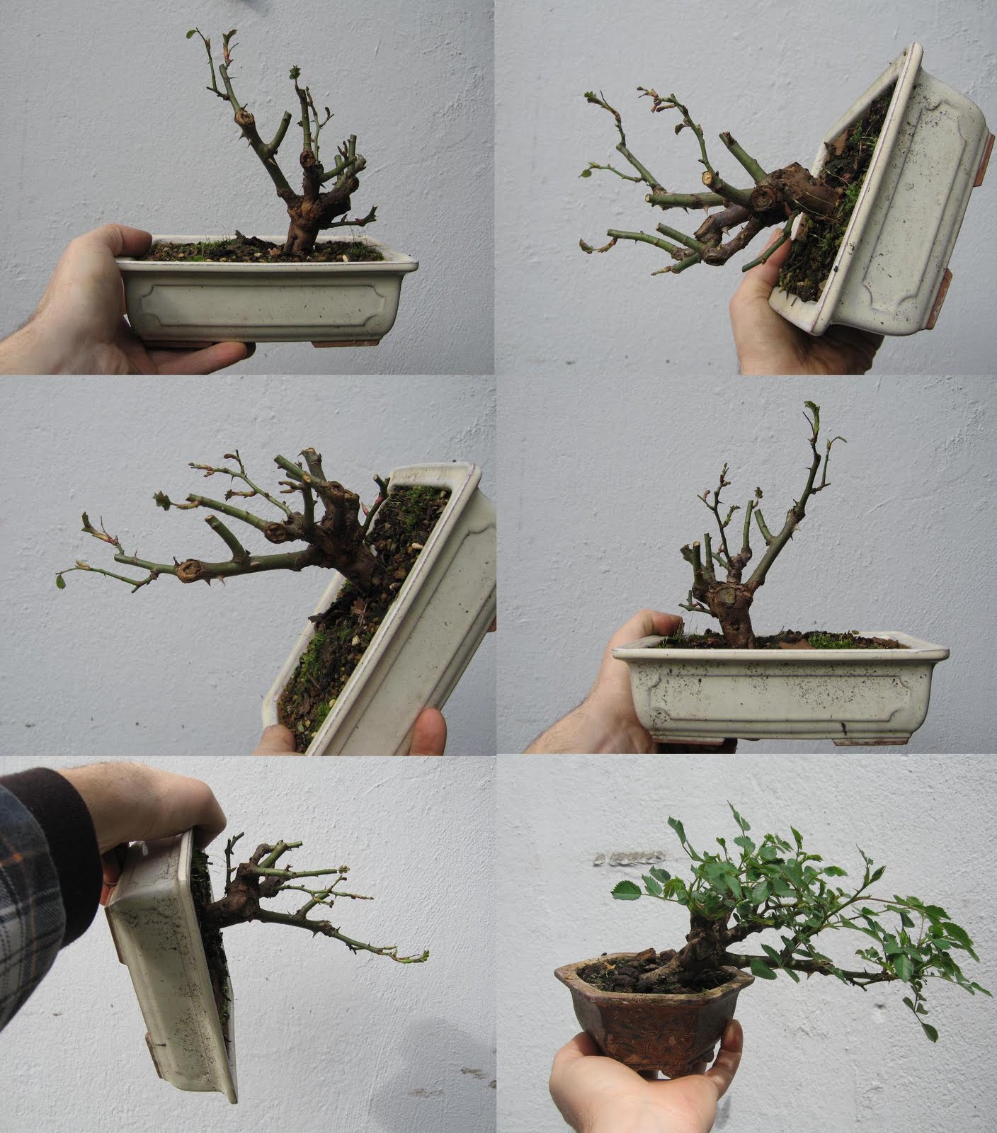 Bonsai das schönste Hobby der Welt: ZWERGROSE 'LILLIPUTS' ALS BONSAI ...