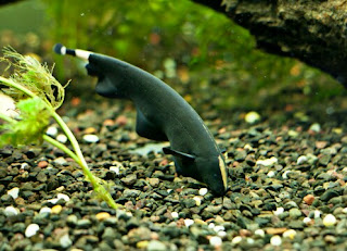 Ikan Hias Aquarium Mini Black Ghost