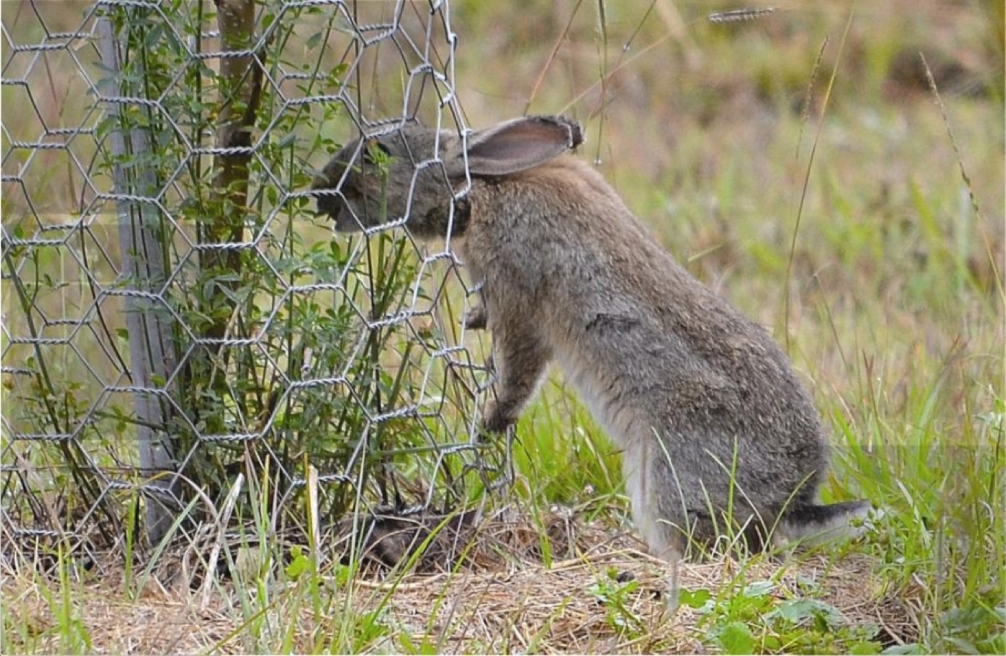 Каких животных завезли в австралию. Кролики в Австралии Нашествие. Дикий австралийский кролик. Дикие кролики в Австралии. Зайцы в Австралии.