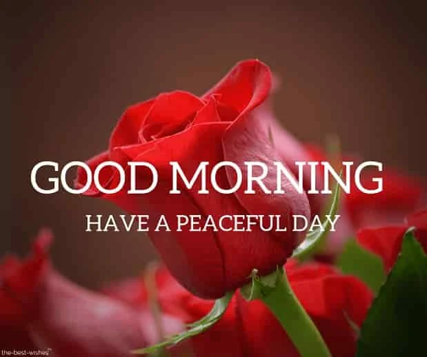 good morning picture with red rose