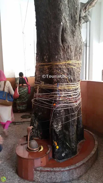 Bael Tree at Prithvi Nath Mahadev Mandir Dehradun