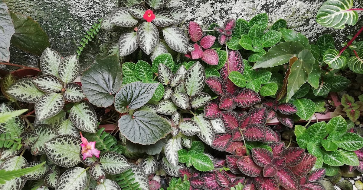 Garden Chronicles of James David How to Care & Cultivate Episcia