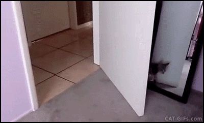 Funny Kitten GIF • Presumptuous kitten attack on dad. Epic fail, kitty gets knocked down Funny Kitten GIF • Presumptuous kitten attack on dad. Epic fail, kitty gets knocked down