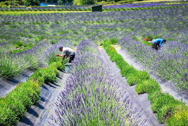 Harvesting Organic Lavender at Pelindaba Lavender Farm