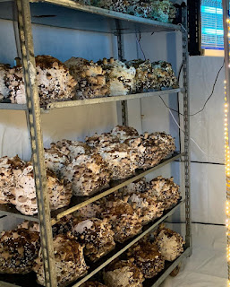 How to grow mushrooms on rack system