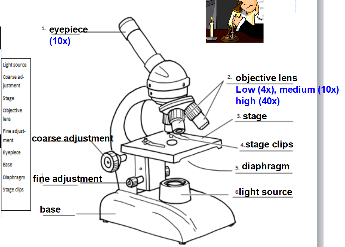 brainpop-microscope-worksheet-free-download-gmbar-co