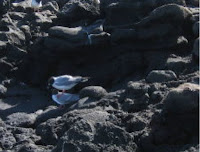 Gulls Piggy Backing