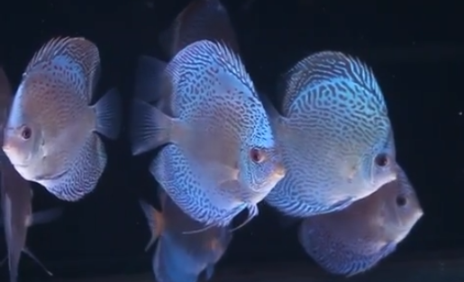 100 Discus Classification according to color and line | king fish