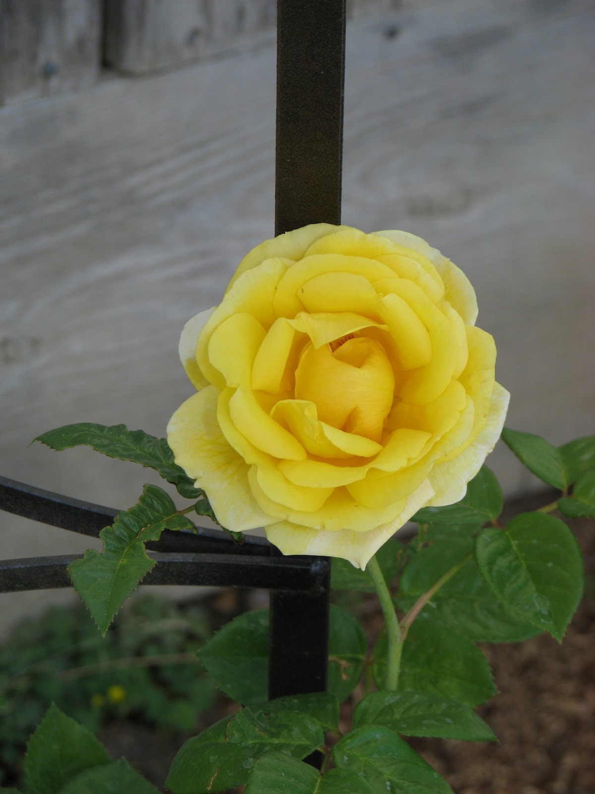 Robyn's Roses